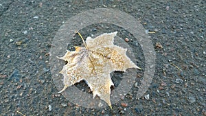 Lone maple leaf in the frost on the pavement