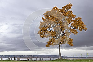 A lone maple tree on the Everett Waterfront