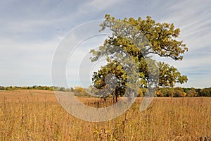 Lone maple tree on prairie