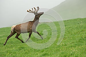 A lone a maral running around on the green grass in the fog