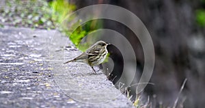 A lone Meadow Pipit stands on a ledge, looking into the distance