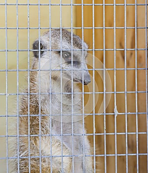 A lone meerkat trapped in a cage in a zoo. Vertical photo, concept of keeping animals in captivity