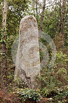 A lone menhir in a forest near Erdeven in Brittany