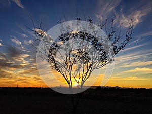 Lone Mesquite Tree at Sunset