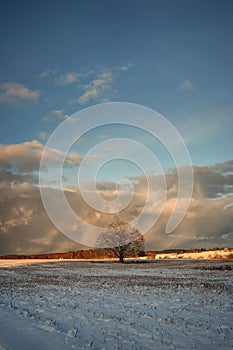 Lone mighty oak in a field in winter