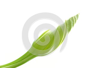 Lone Moonflower Bud on White photo