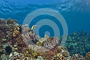 Lone Moorish Idol on a Hawaiian Reef