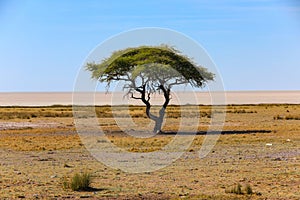 Lone mopane tree in Etosha National Park