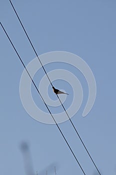 Lone Mourning Doves (Zenaida macroura) perched on cable at Copeland Forest