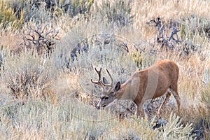 Lone Mule Deer Buck with Nice Rack Grazes in Sagebrush