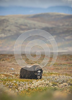 Lone muskox in the vast Dovrefjell National Park