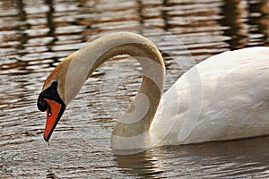 Graceful mute swan searching for food