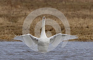 A lone Mute swan spreading its wings in Canada on a cold winter morning