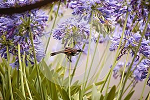A lone Native New Holland Honeyeater perched in a flowering purple blooming Agapanthus bush in a garden, Melbourne, Victoria,