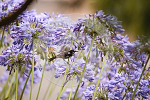 A lone Native New Holland Honeyeater perched in a flowering purple blooming Agapanthus bush in a garden, Melbourne, Victoria,