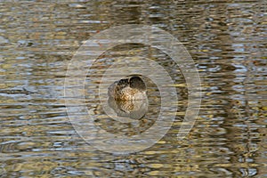 Lone Northern Shoveler Duck Drake