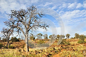 Lone Oak in California Chaparral Country