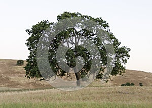 Lone Oak in a Golden Field