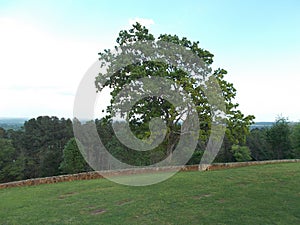 Lone oak at an overlook site in Texas