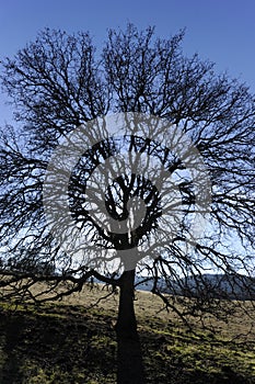 Lone oak tree