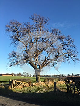 Lone oak tree