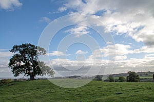 Lone Oak Tree