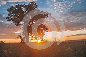 A lone oak tree in a field in the rays of the rising sun.