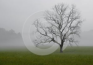 Lone oak tree in the fog, Great Smoky Mountains National Park, Tennessee