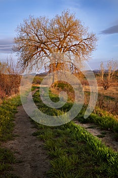 Lone Tree Glowing in the Morning sunrise photo