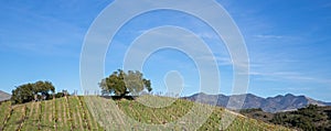 Lone oak tree on hillside in vineyard in Central California USA