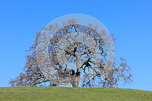 Lone oak tree on a hilltop in Northern California