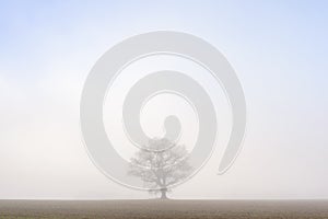 Lone Oak tree in misty field