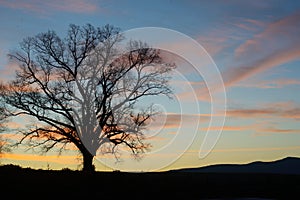 Lone oak tree silhouette on a hill at sunrise.