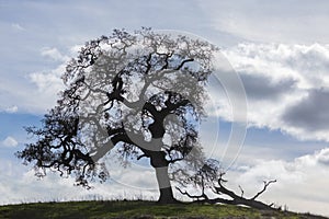 Lone Oak Tree Silhouette Standing on a Hilltop Against Cloudy Sky