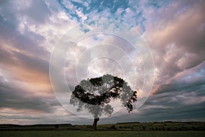 Lone Oak Tree at Sunset