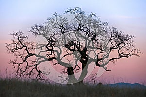 Lone Oak Tree in Twilight Skies. Henry W. Coe State Park