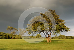 Lone oak tree under threatening clouds