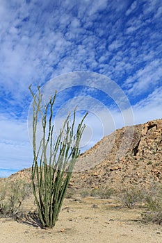 Lone Ocotillo and Clouds Swooping up in the Sky, Joshua Tree National Park