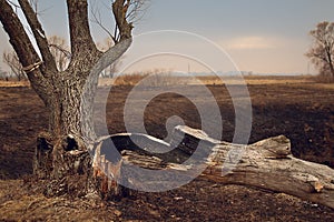 Lone old tree in the autumn sunset closeup