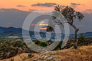 A lone olive tree against the backdrop of the sun setting in Mediterranean Sea. Turkey