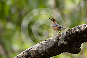 Lone Orange headed thrush resting on a tree branch