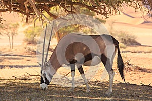 A lone Oryx browsing on dry plains in the middle of the Namib Deset, Namibia