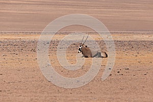 Lone oryx lying down in the sand in an arid and mountainous desertscape