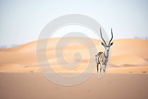 lone oryx with sand dunes backdrop
