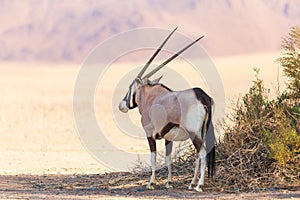 Lone oryx standing in the shade next to an arid and mountainous desertscape