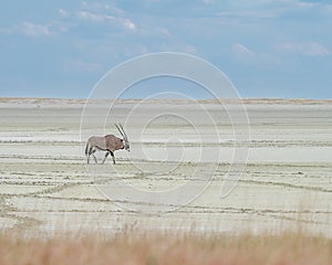 Lone oryx walking the salt pan