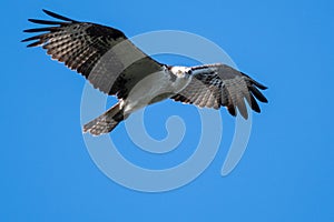 Lone Osprey Flying in a Blue Sky While Making Direct Eye Contact