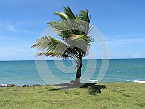a lone palm next to the road at tropical Dorado, Puerro Rico photo