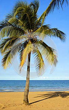 Lone palm tree