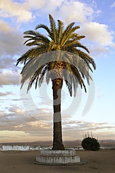 Lone palm tree